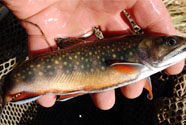 Brook-Trout-2