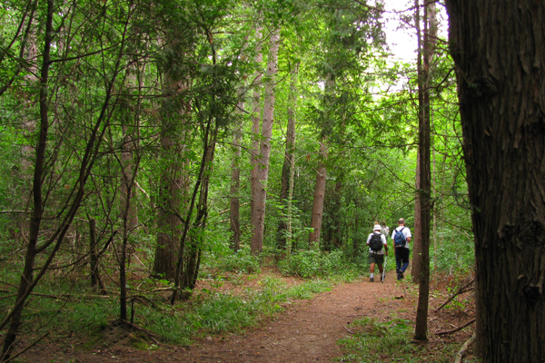 two people walking on forest path