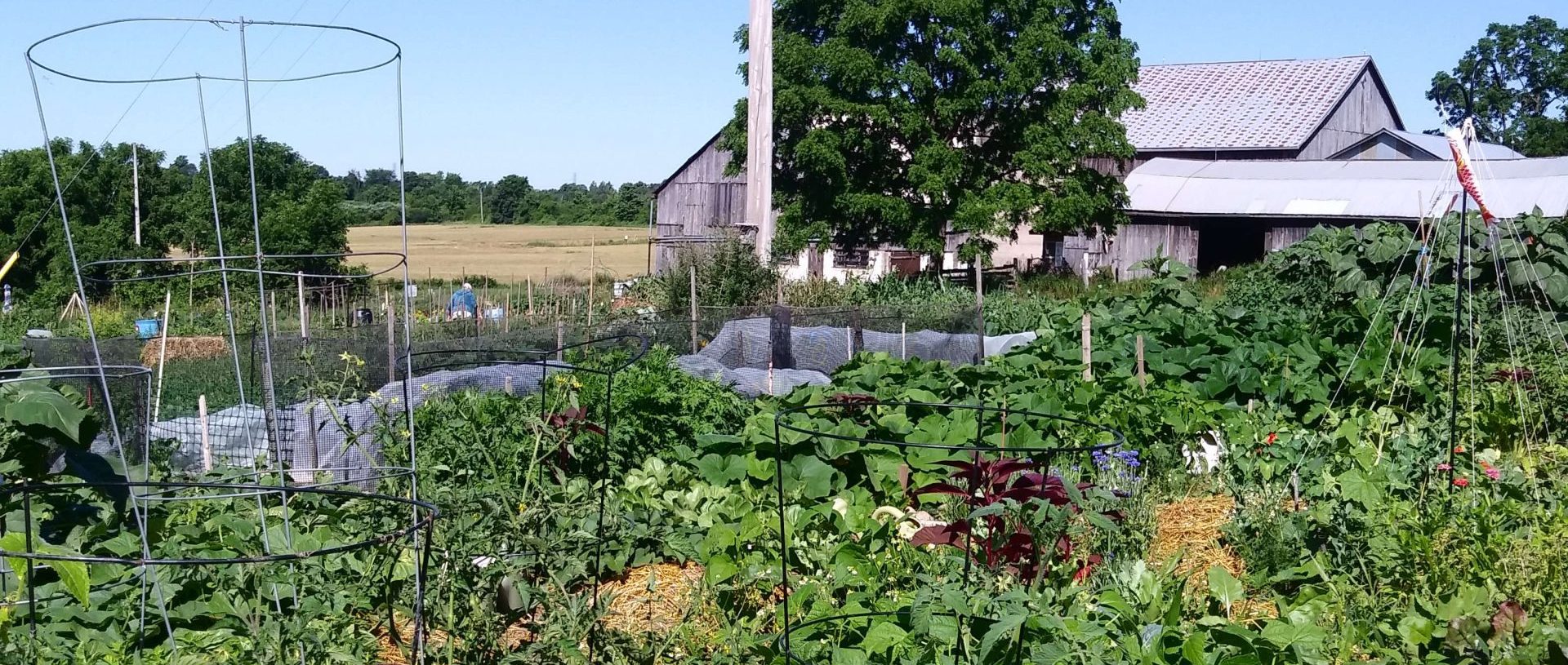 Growing Together: Life in the Community Gardens at IJC