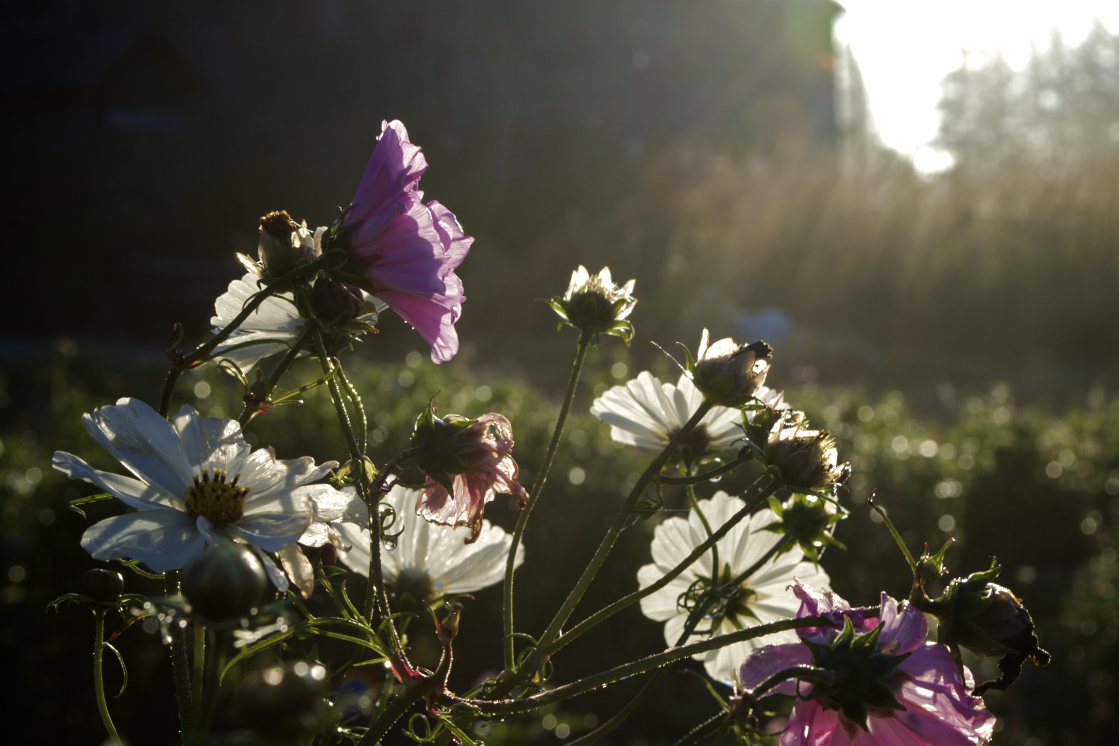 From Courtyard to Community: A Season of Creation Story