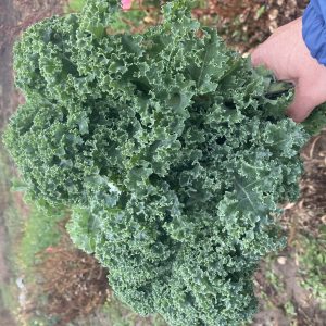 Kale