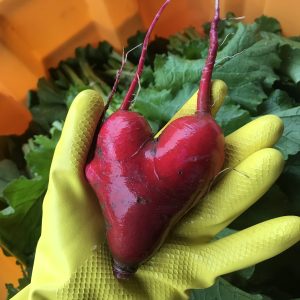 Farm Produce (Pay What You Want)