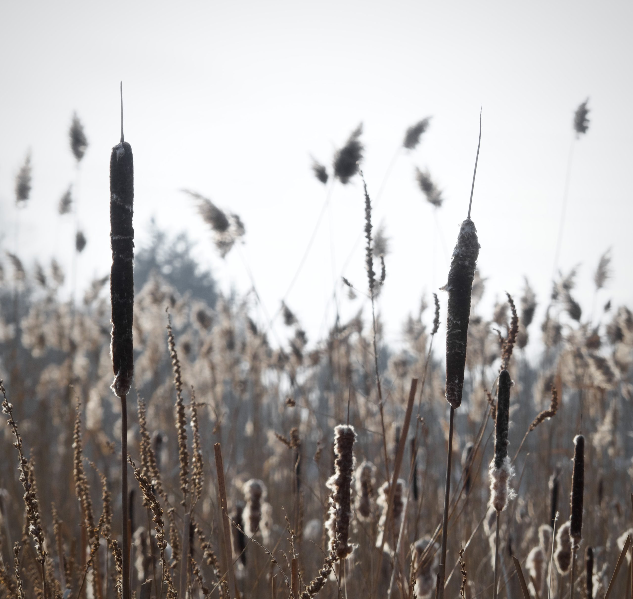 Musings on Lent from an Ecospiritual Perspective – Part 4