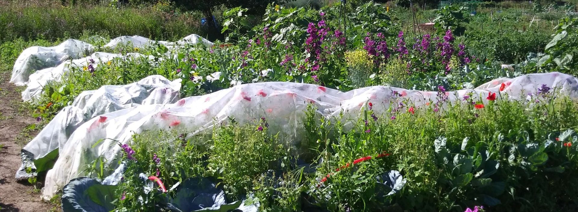 Growing Together: The Community Garden Season Begins